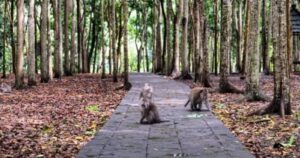 ekowisata 2025