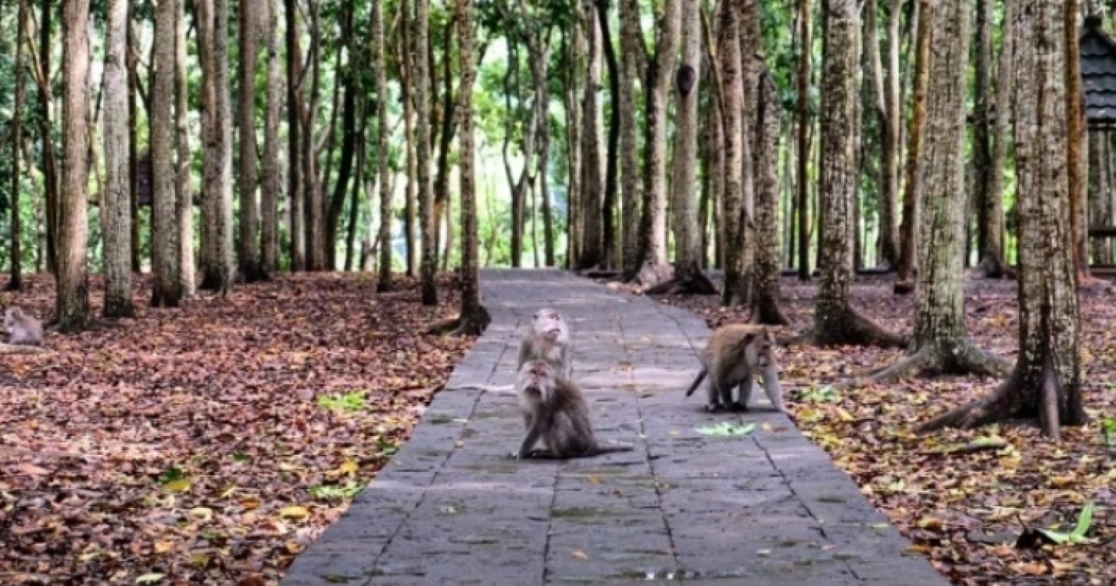 ekowisata 2025